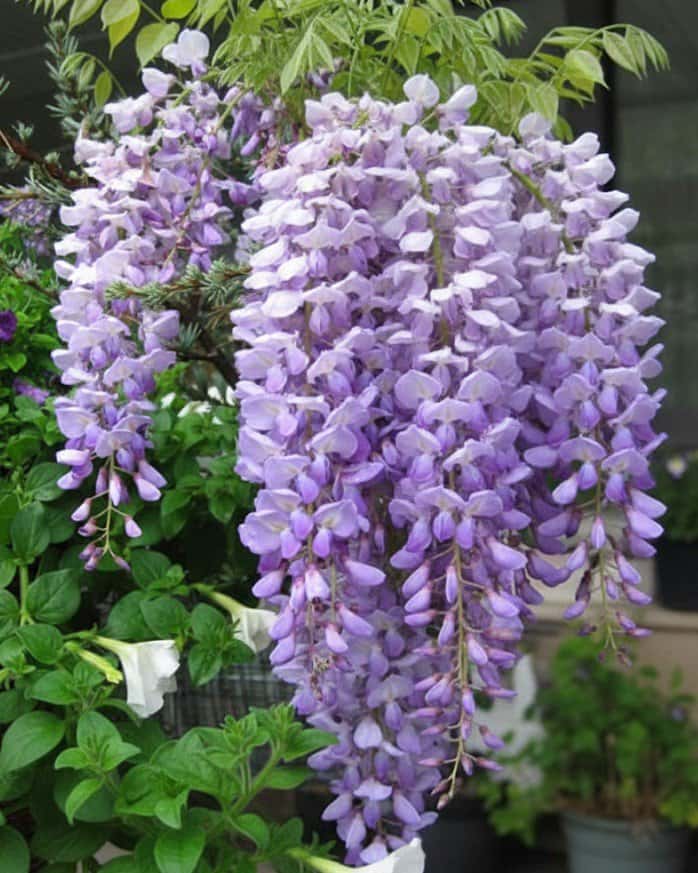 Lavender Falls Wisteria - Main Image