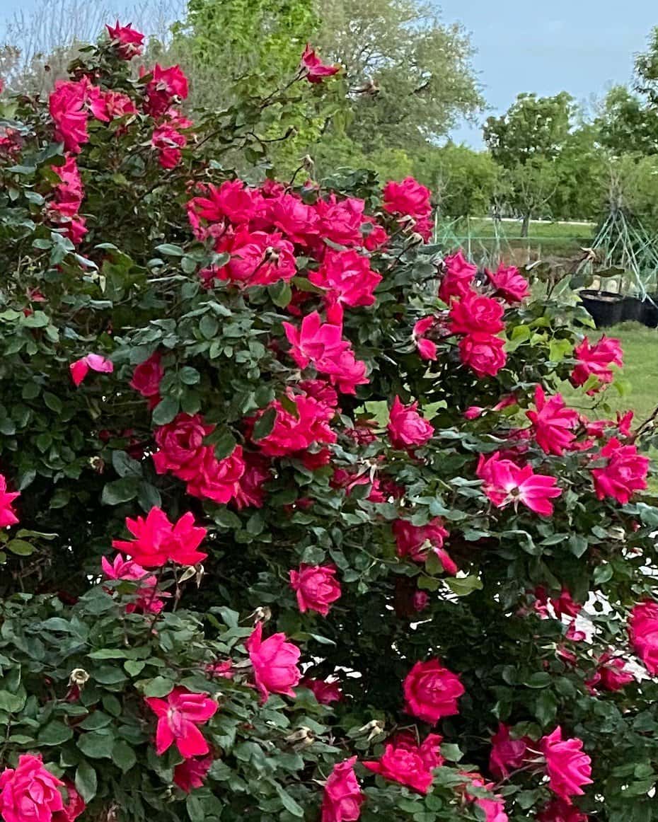 Knock Out Rose - Main Image