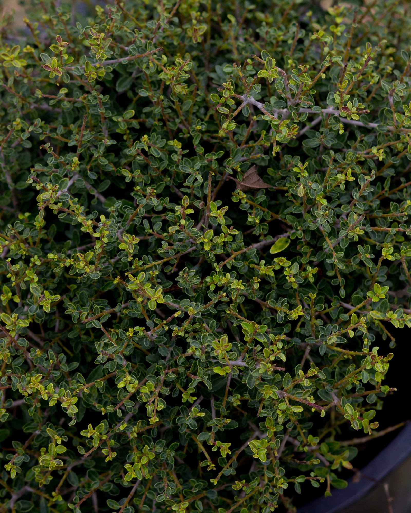 Micron Holly - view 3