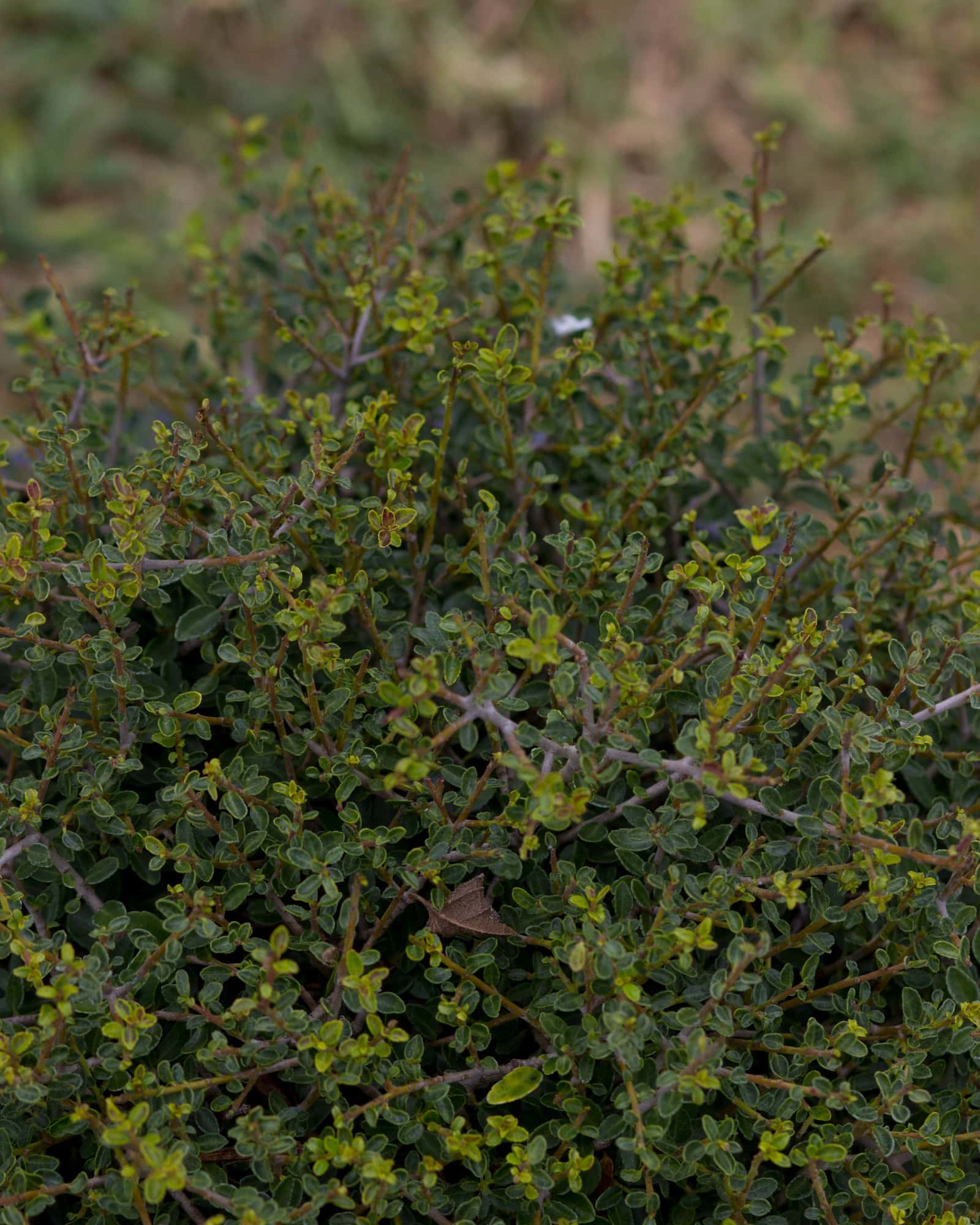 Micron Holly - Image 3