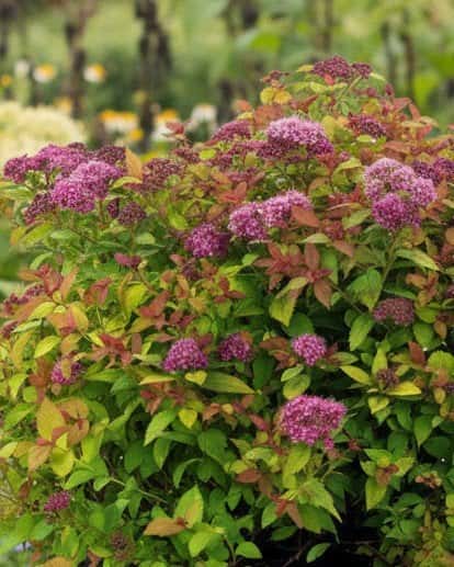 Magic Carpet Spirea - Main Image