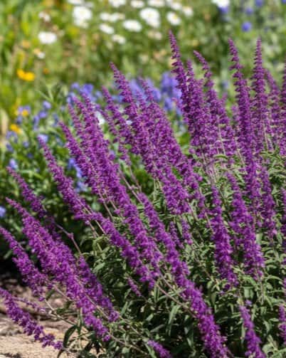 Mexican Bush Sage Santa Barbara - Main Image