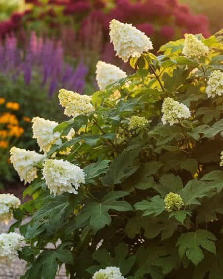Oakleaf Hydrangea Ellen Huff - Main Image