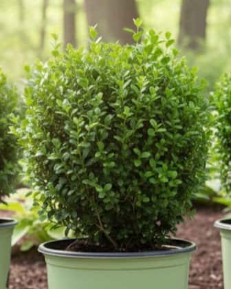 NewGen Boxwood - Main Image
