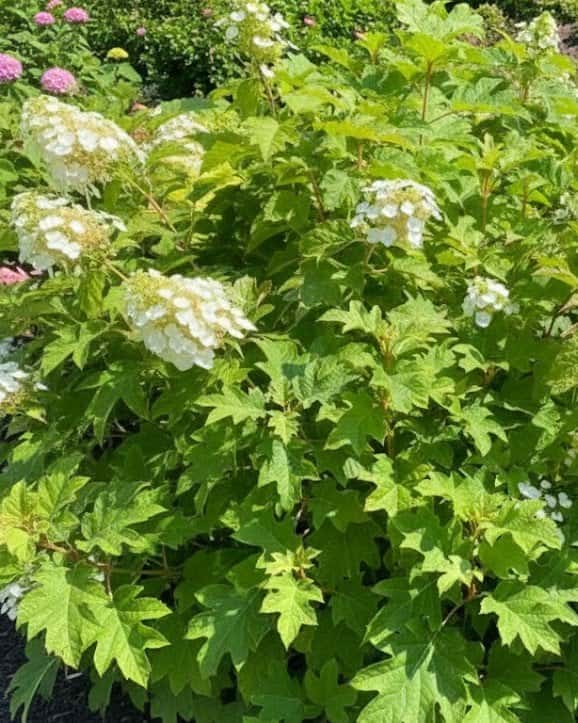 Oakleaf Hydrangea Toy Soldier - Main Image