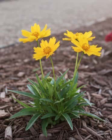 Coreopsis Double the Sun - Main Image