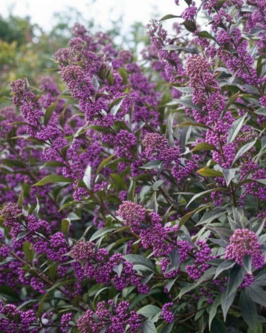 Pearl Glam Beautyberry - Main Image
