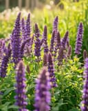 Perpetual Purple Salvia thumbnail 1
