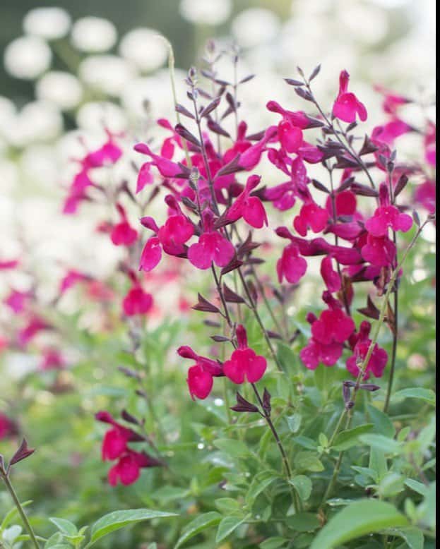 Raspberry Salvia Greggii - Main Image