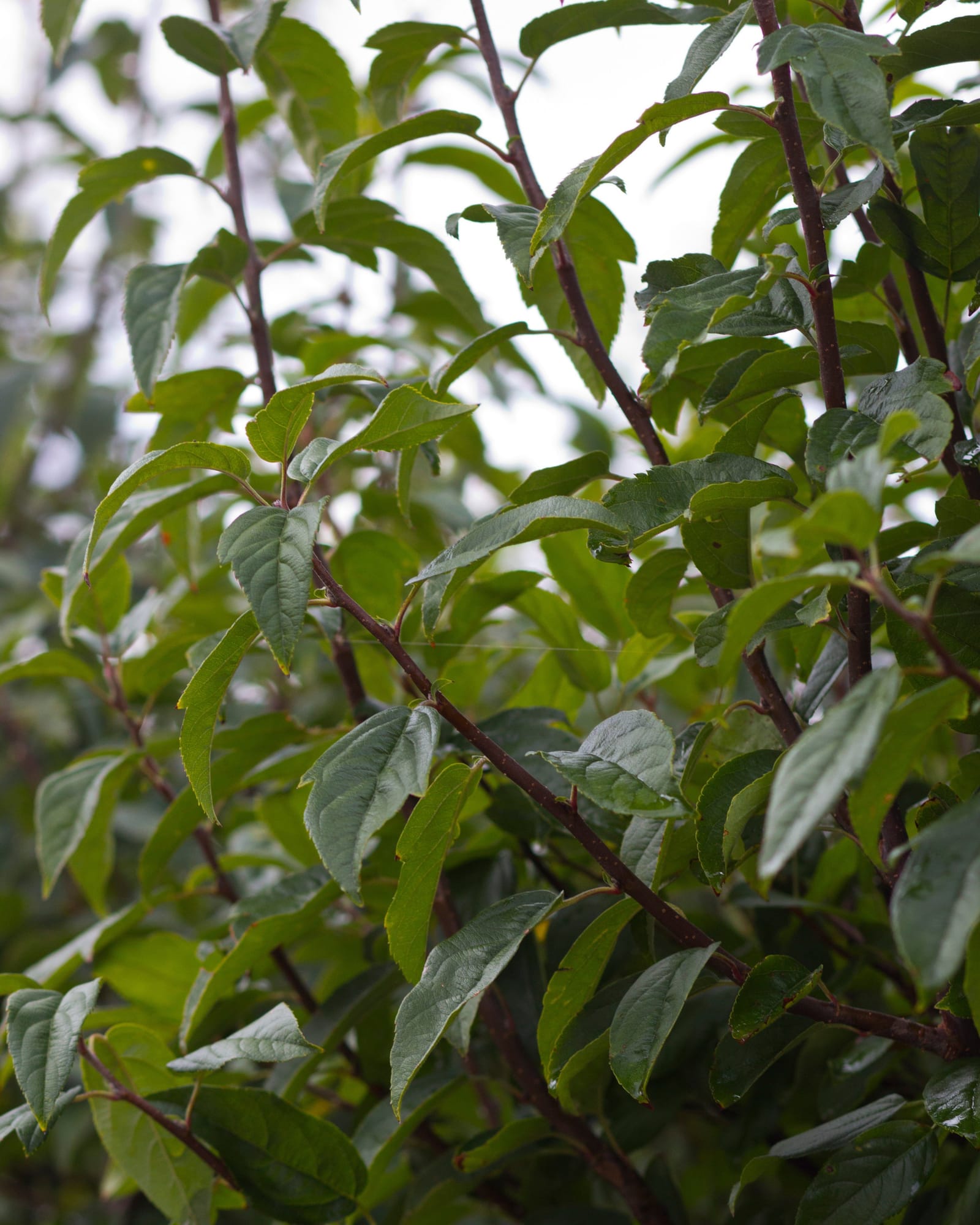 Lollipop Crabapple - view 2