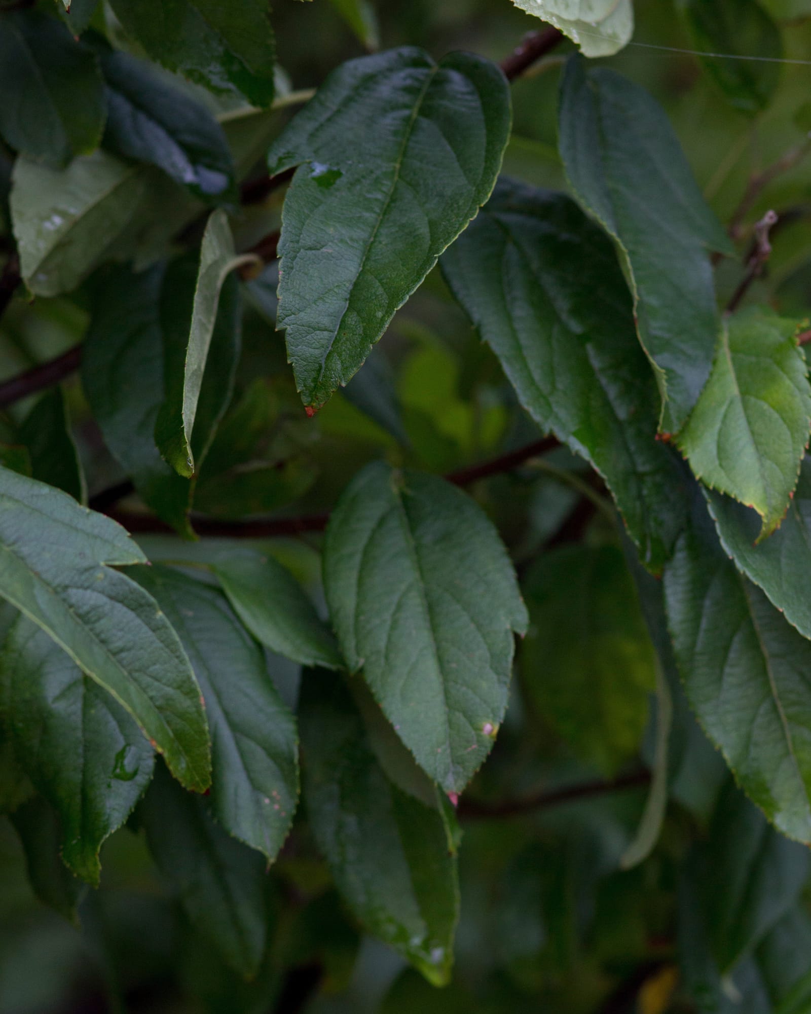 Lollipop Crabapple - view 3