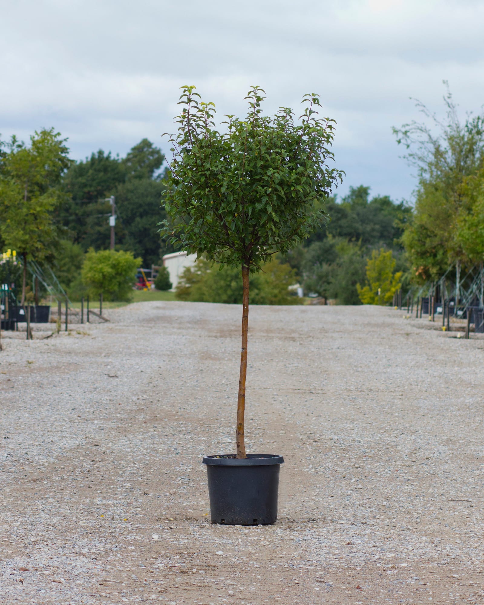Lollipop Crabapple - view 4