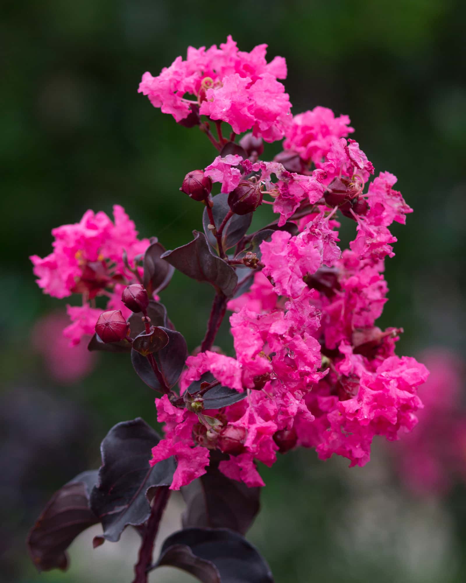 Black Diamond Shell Pink Crape Myrtle - Main Image