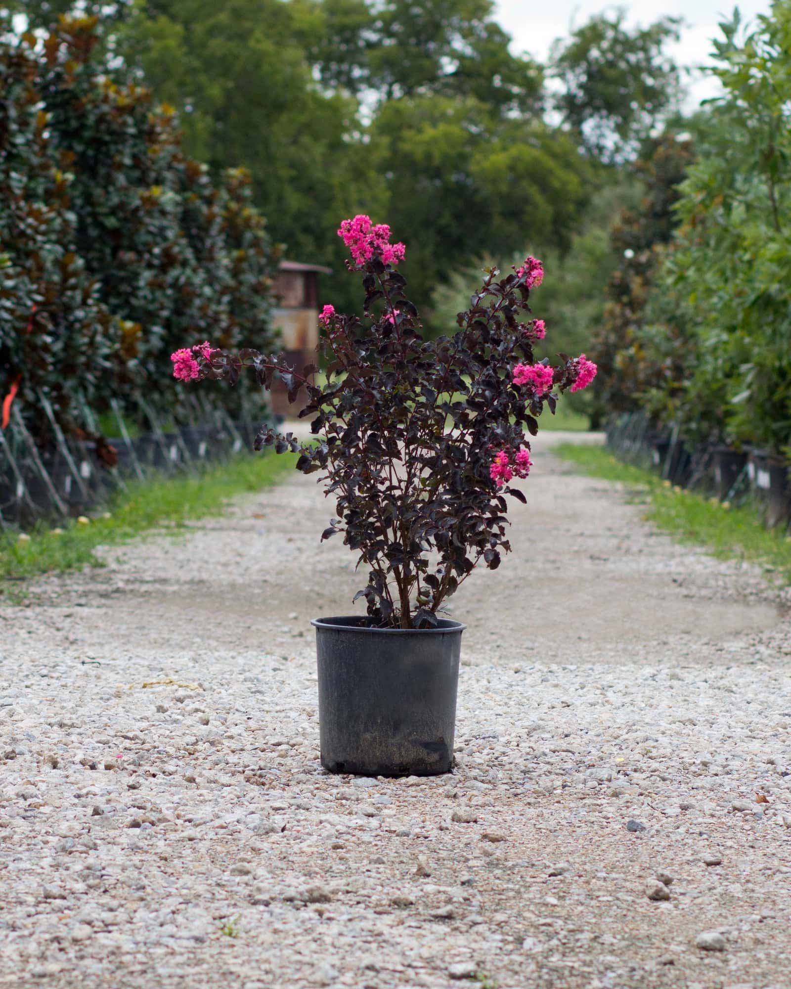 Black Diamond Shell Pink Crape Myrtle - Image 1