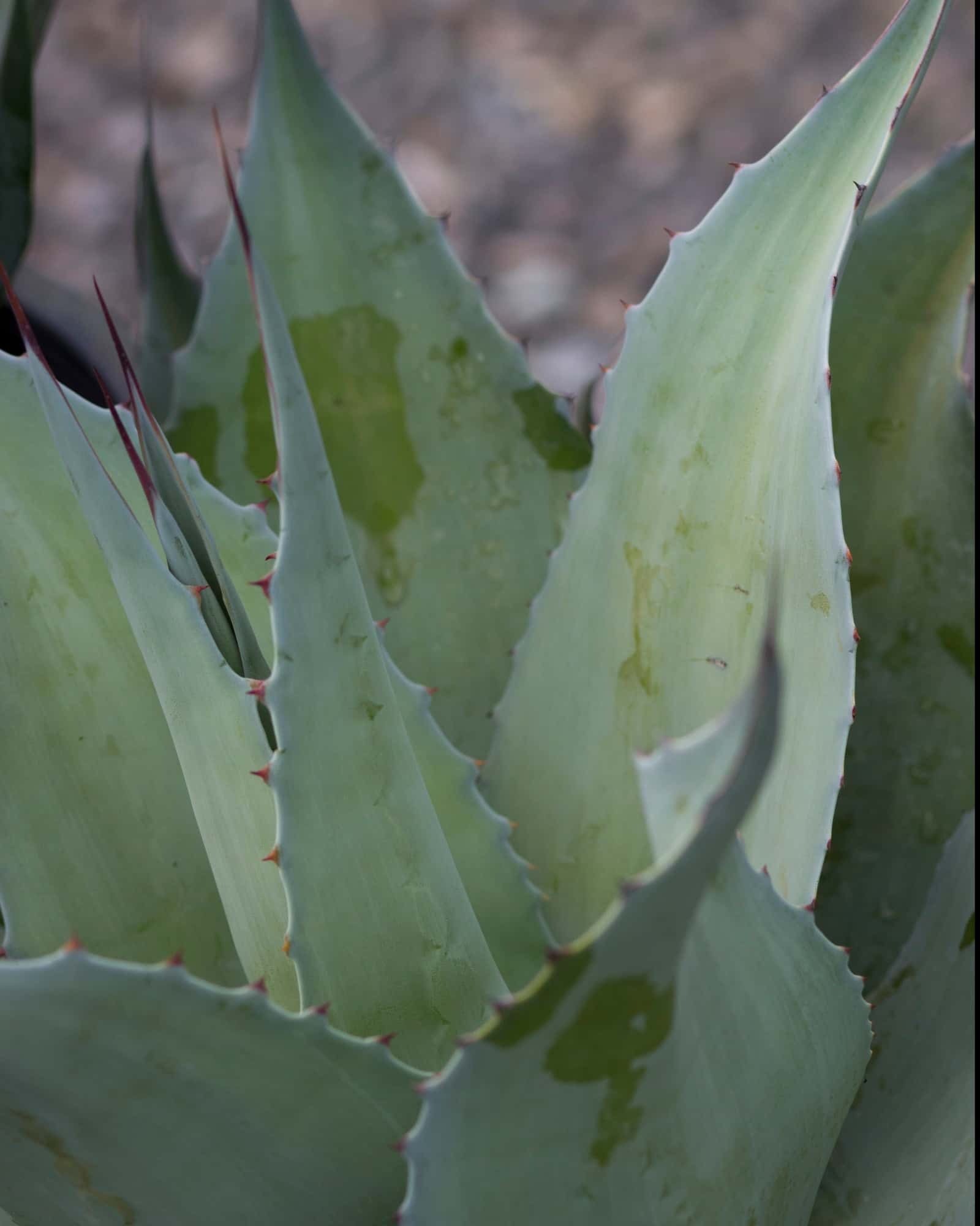 Vanzie Agave - Image 1