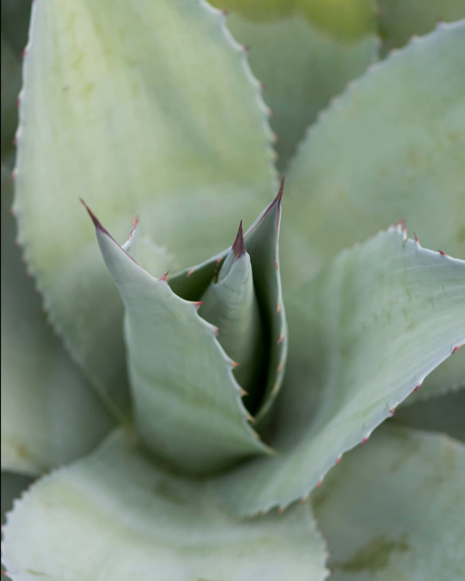 Vanzie Agave - Image 2