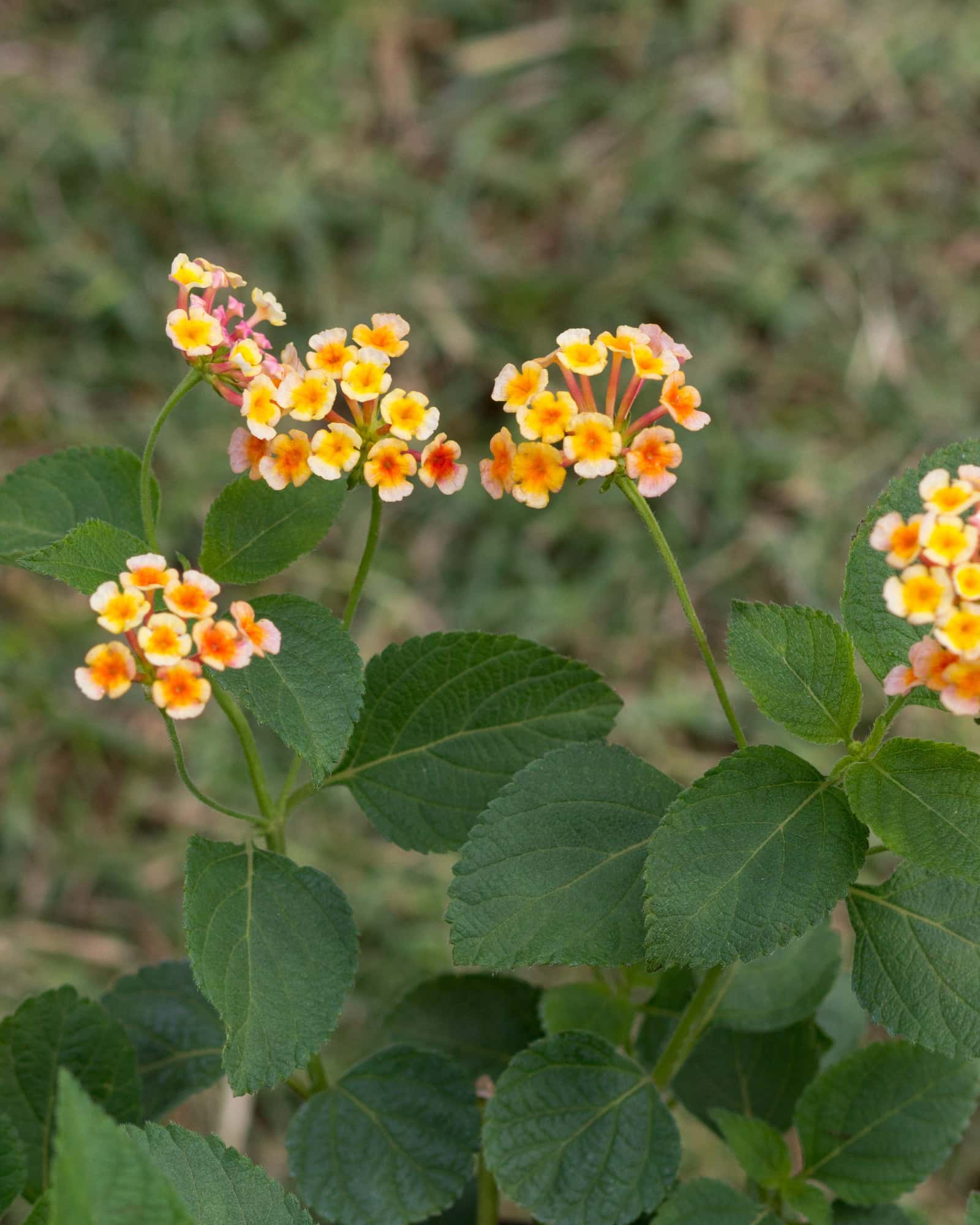 Irene Lantana - Main Image