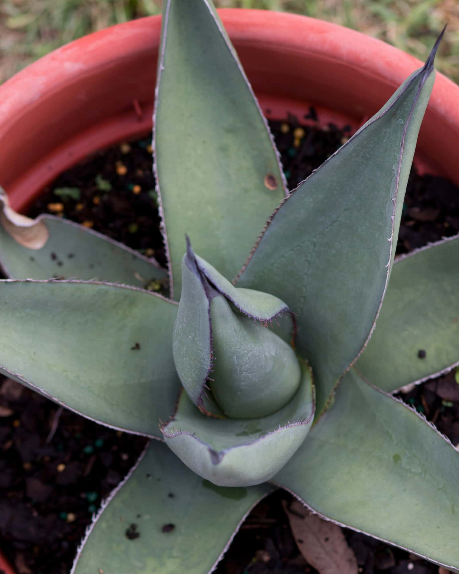 Sharkskin Agave - Image 2