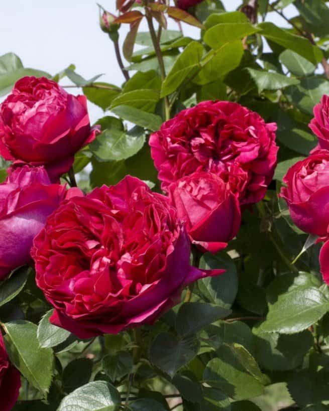 Red Eden Climbing Rose Trellis - Main Image