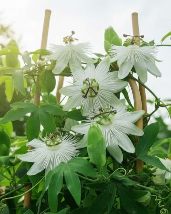 Riverside Snow Queen Passionflower - Main Image