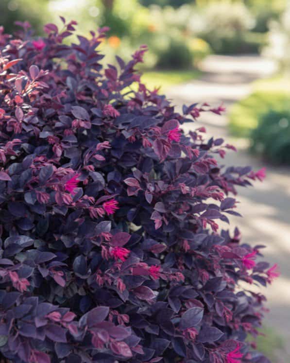 Purple Daydream Loropetalum - Main Image