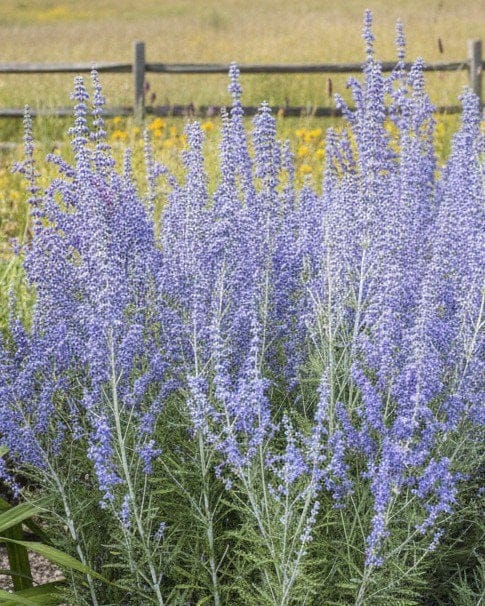 Russian Sage Crazy Blue
