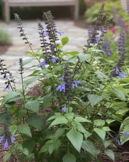 Rockin Blue Suede Shoes Salvia - Main Image