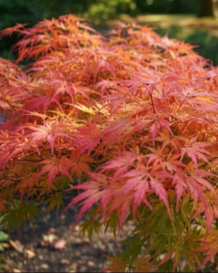Seiryu Japanese Maple - Main Image