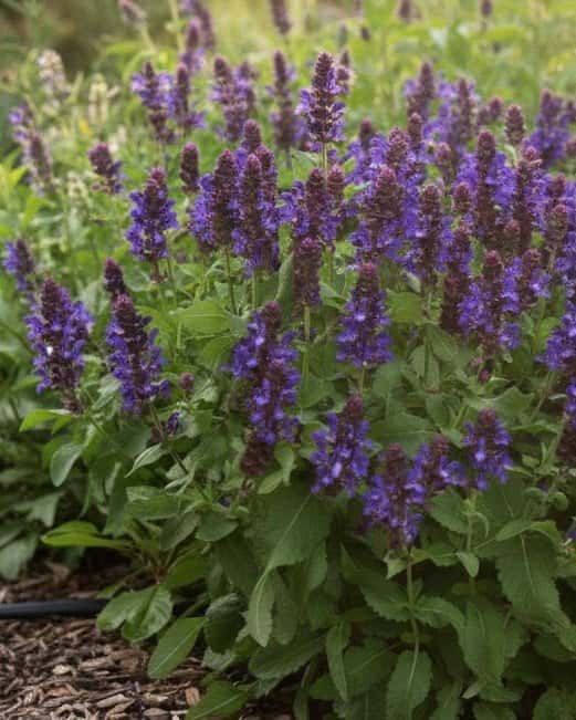 Sky Blue Marvel Salvia - Main Image