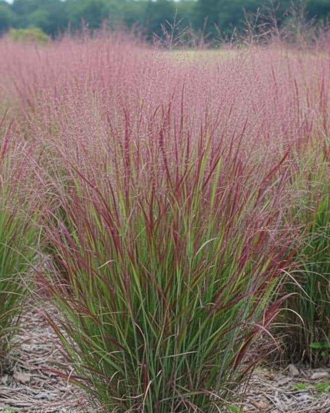 Shenandoah Switch Grass - Main Image
