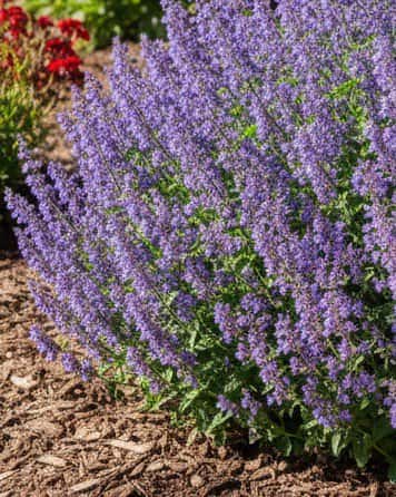 Six Hills Giant Catmint - Main Image