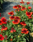 Spintop Red Blanket Flower thumbnail 1