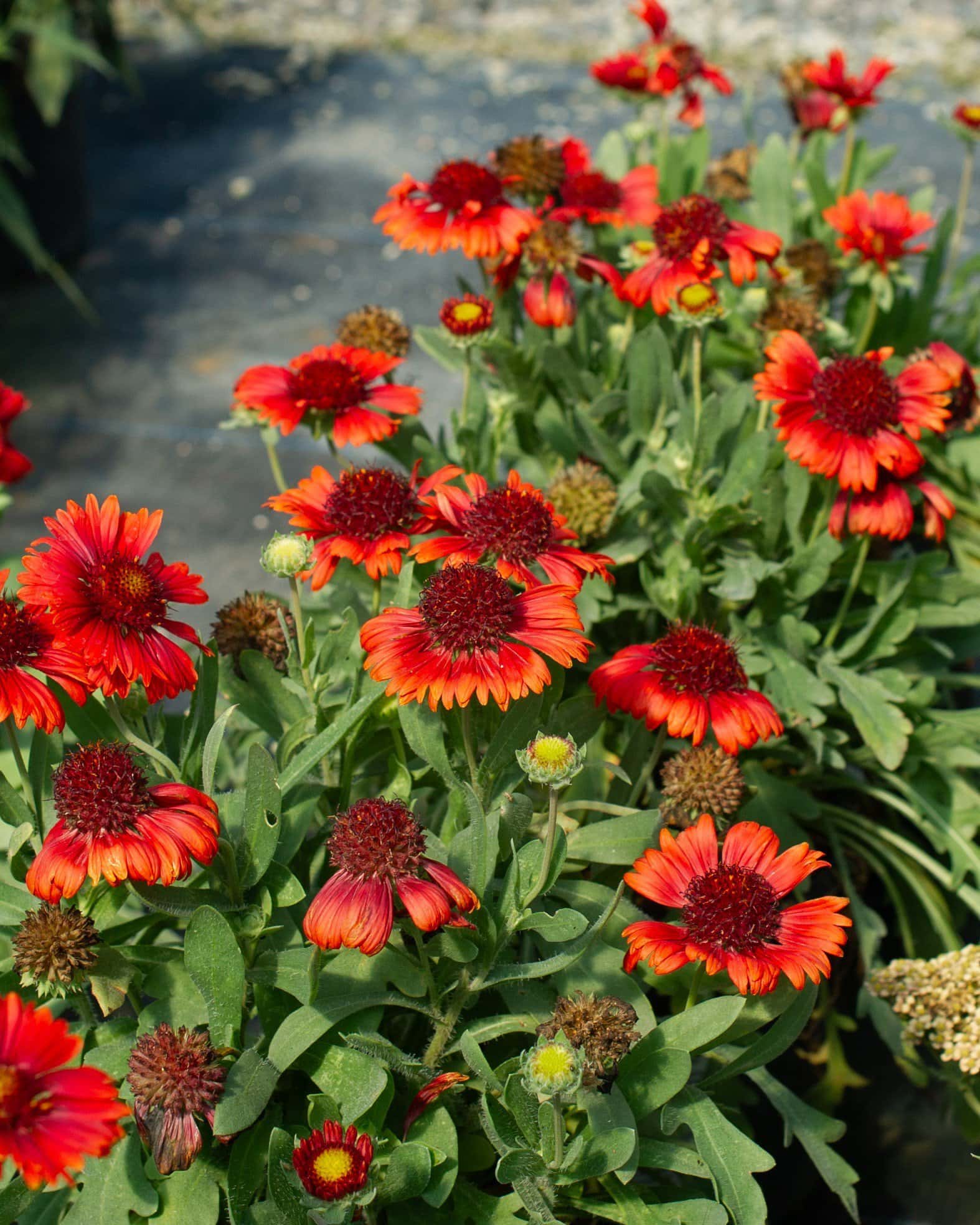 Spintop Red Blanket Flower - Main Image