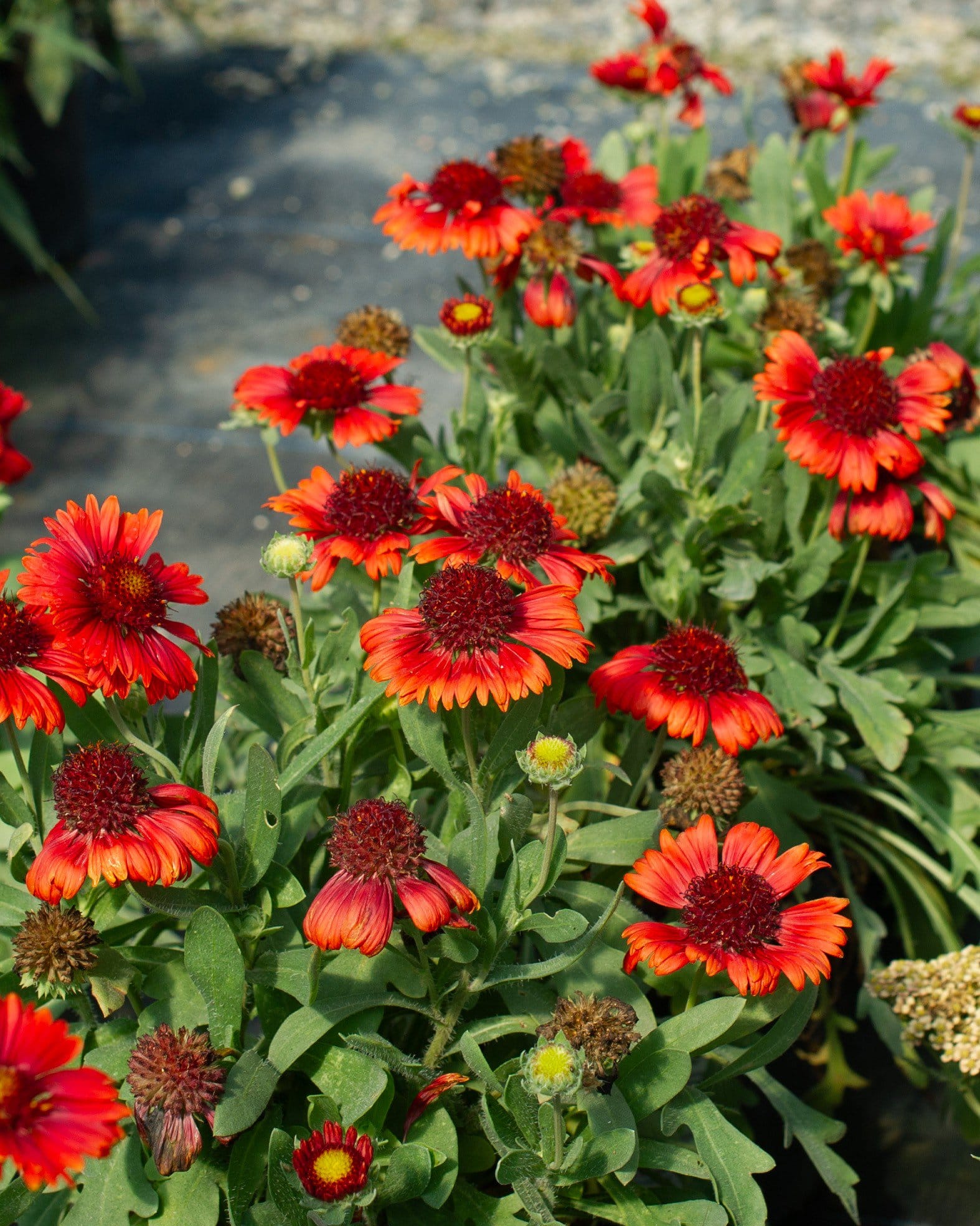 Spintop Red Blanket Flower - Main Image