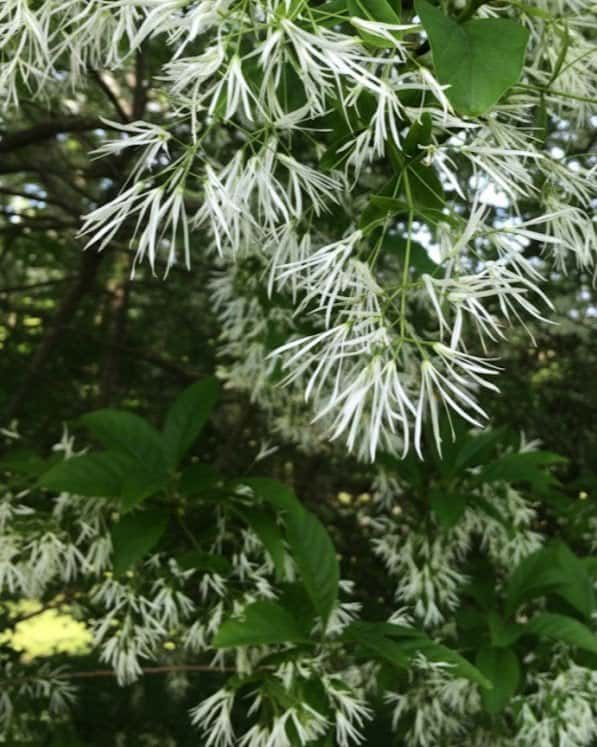Spring Fleecing Fringe Tree - Main Image