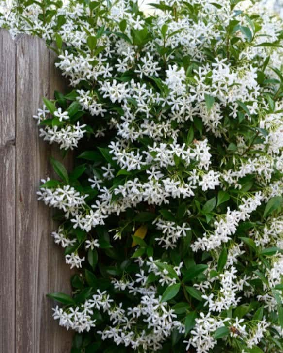 Star Confederate Jasmine Madison Hardy - Main Image