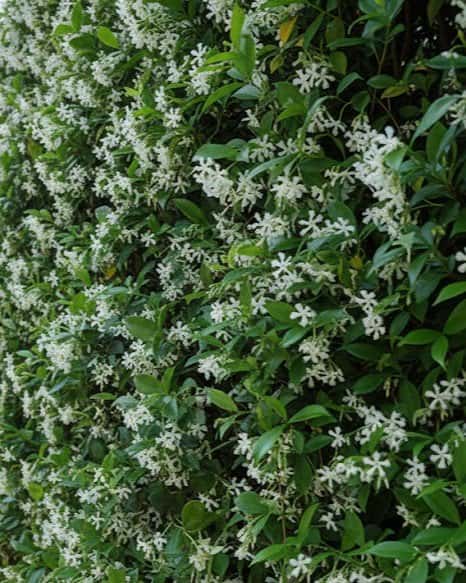 Star Confederate Jasmine - Main Image