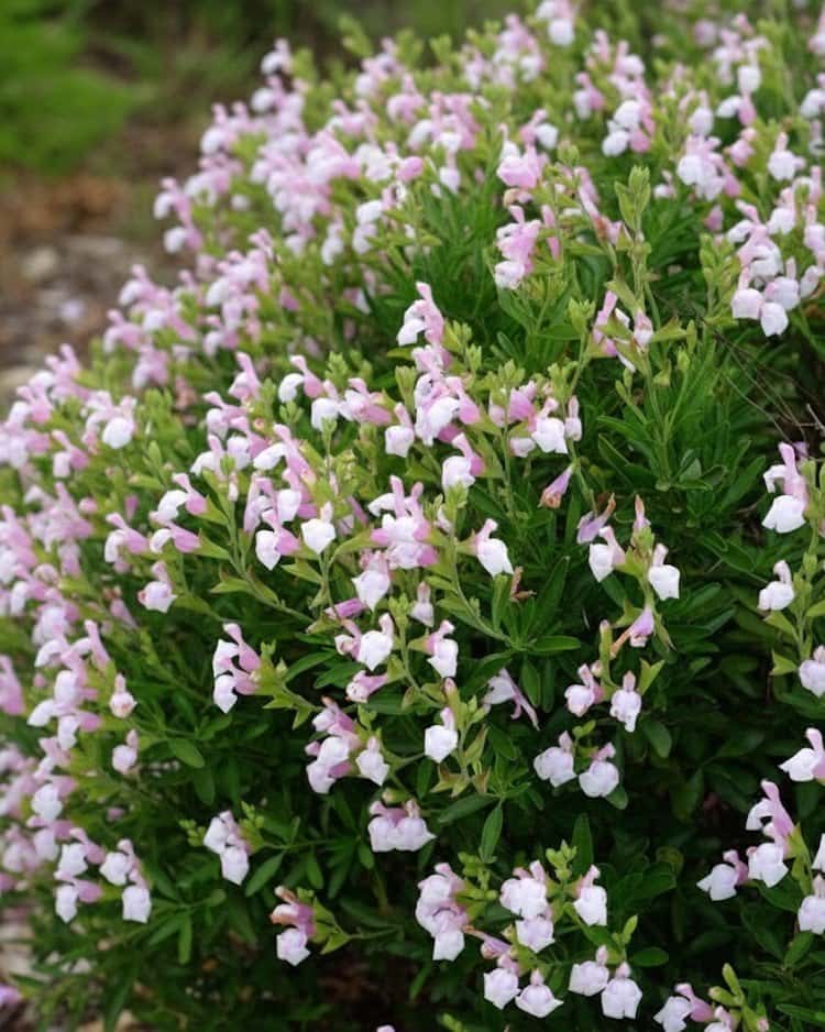 Teresa Salvia Greggii - Main Image