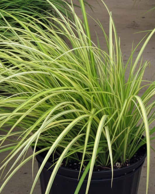 Sweet Flag Golden Variegated Ogon - Main Image