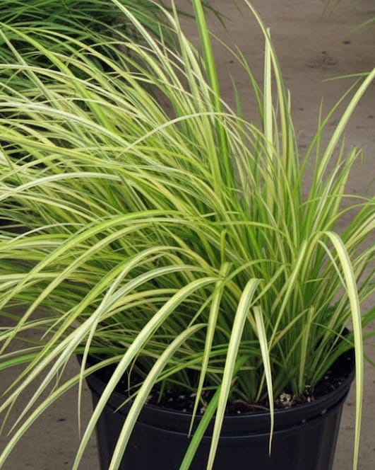 Golden Variegated Sweet Flag