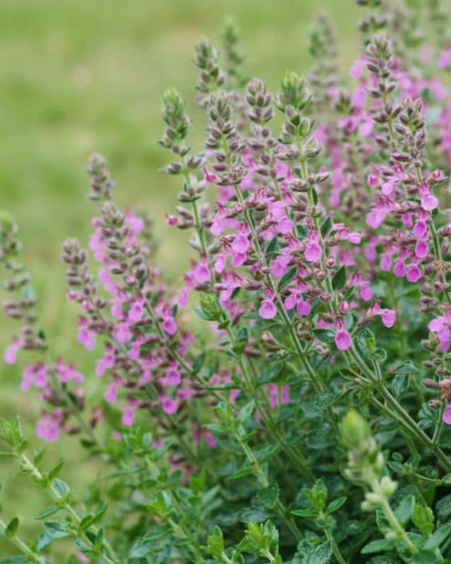 Wall Germander - Main Image