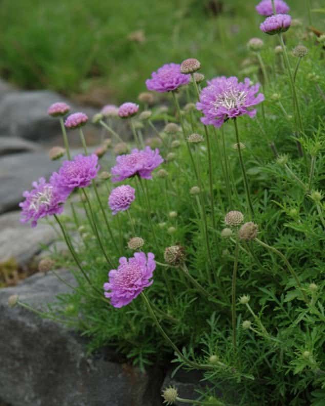Vivid Violet Scabiosa Pincushion - Main Image