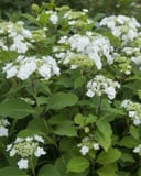Wedding Gown Hydrangea thumbnail 1