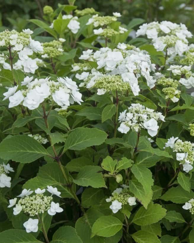 Wedding Gown Hydrangea - Main Image