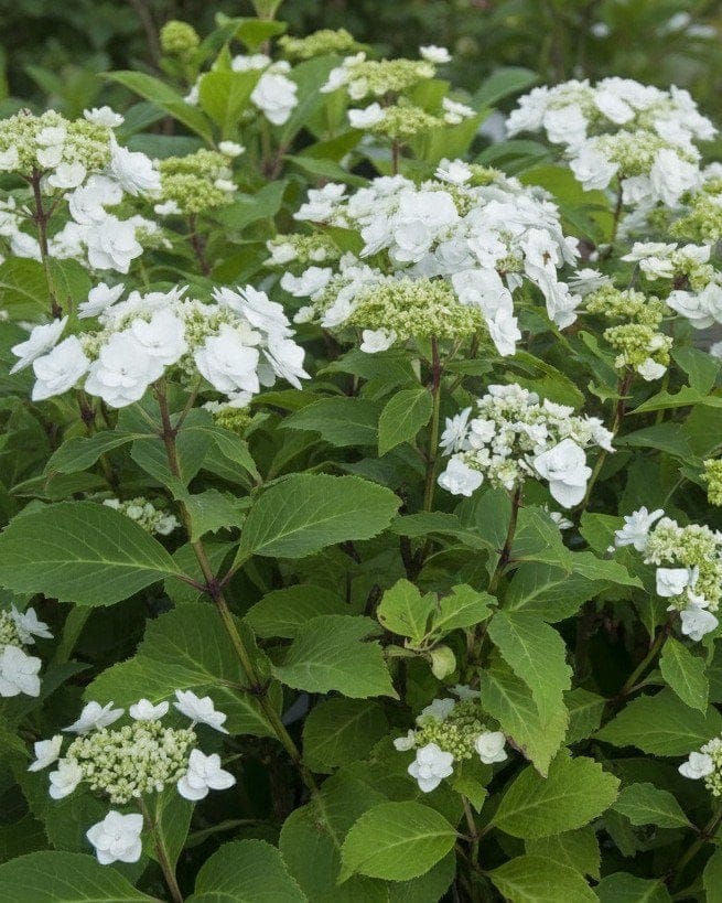 Wedding Gown Hydrangea