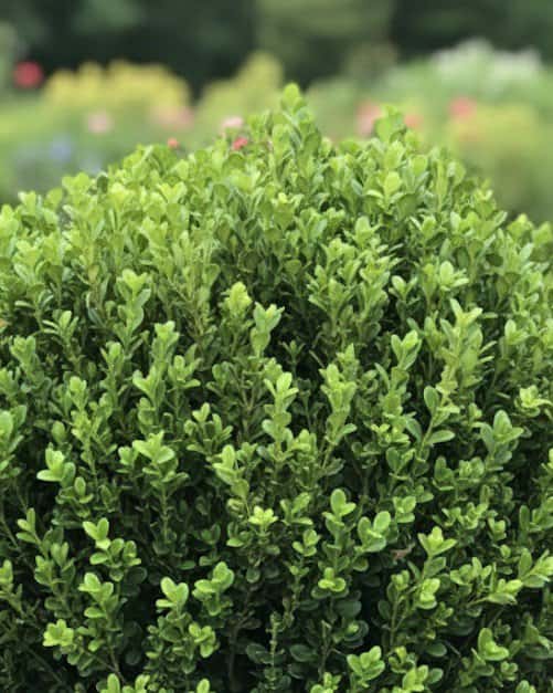 Winter Gem Boxwood - Main Image