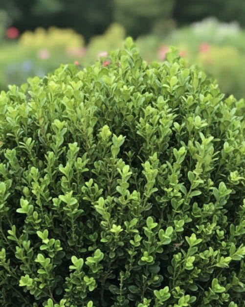 Winter Gem Boxwood
