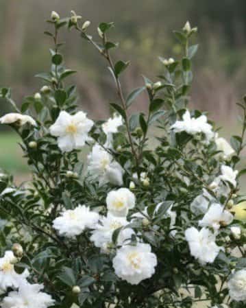White Shi-Shi Camellia - Main Image