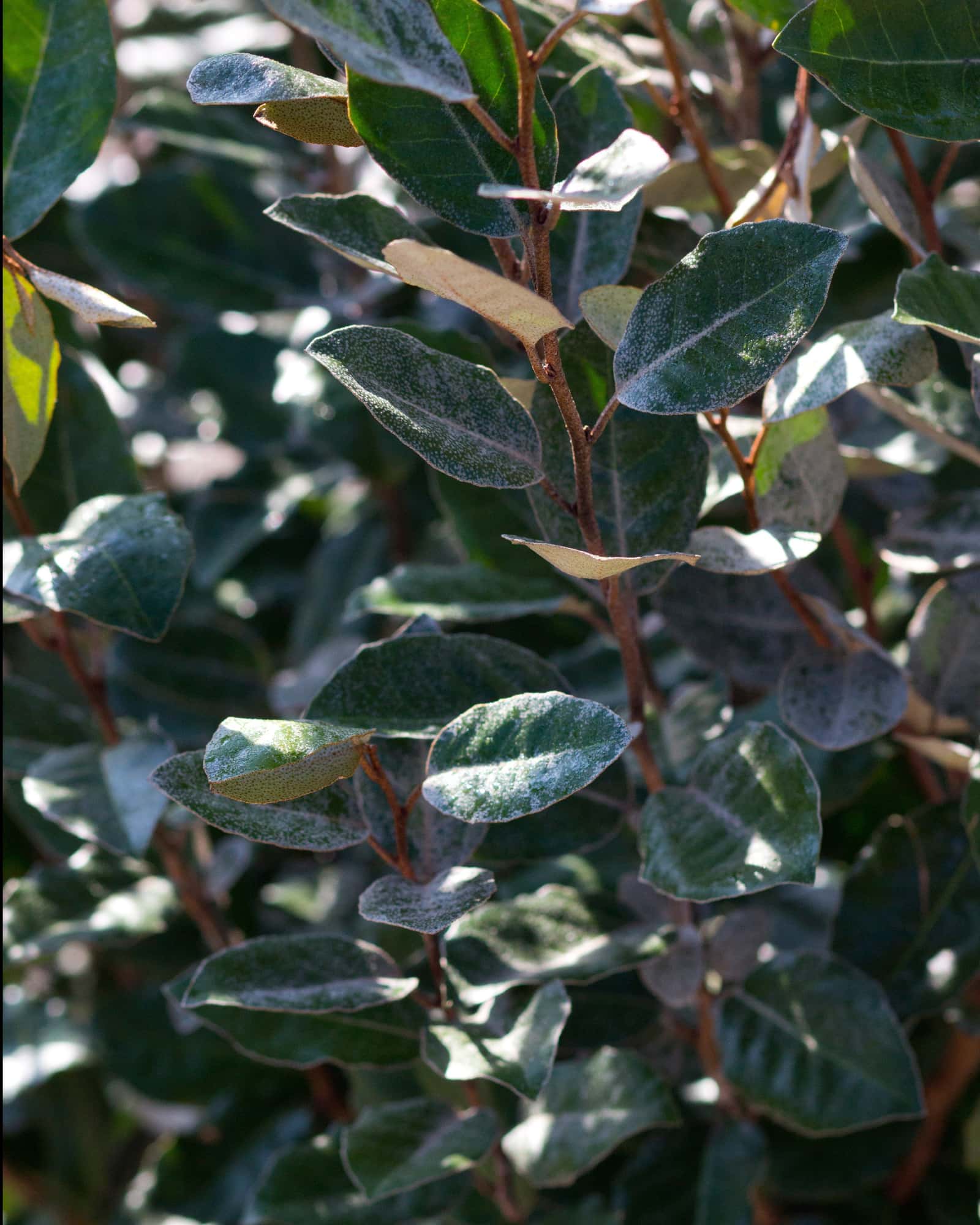 Elaeagnus - Main Image