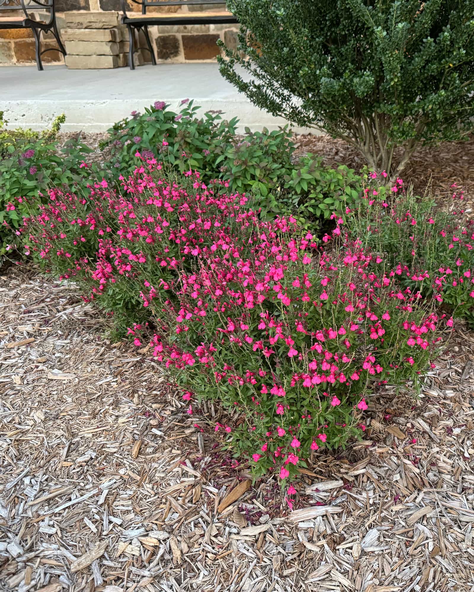 Hot Pink Salvia Greggii - view 2